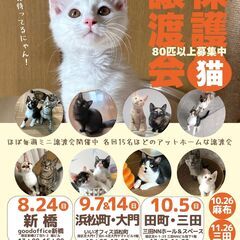 みなとねこ保護猫譲渡会＠ goodoffice新橋