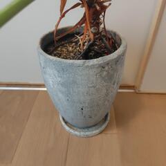 クッカバラ　樹高約90cmの画像