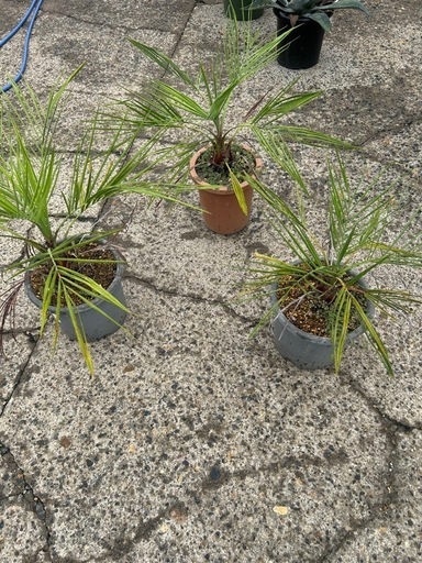 ココスヤシ🌴3株セット🌴