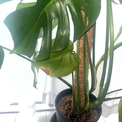 モンステラ　観葉植物の画像
