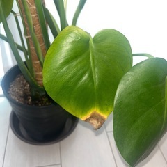 モンステラ　観葉植物の画像