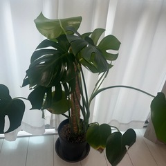 モンステラ　観葉植物の画像