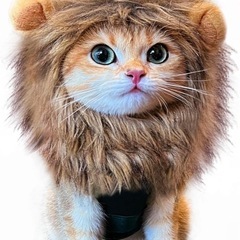 猫用　かぶりものの画像