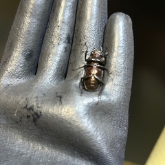 メタリフェル　ペレン♀単の画像