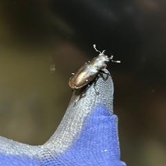 メタリフェル　ペレン♀単の画像