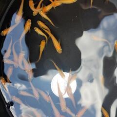 楊貴妃メダカ　幼魚大きめ　100匹の画像