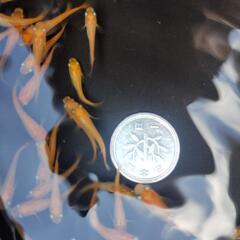 楊貴妃メダカ　幼魚大きめ　100匹の画像