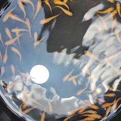 楊貴妃メダカ　幼魚大きめ　100匹の画像
