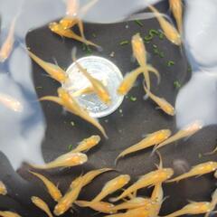 楊貴妃メダカ　幼魚大きめ　100匹の画像