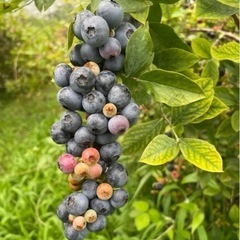 003無農薬ブルーベリー1キロの画像