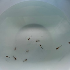 国産グッピーMIX　稚魚！　🤗　の画像