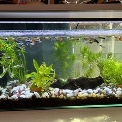 国産グッピーMIX　稚魚！　🤗　の画像