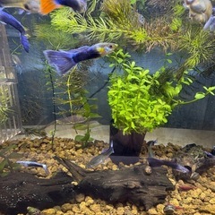 国産グッピーMIX　稚魚！　🤗　の画像