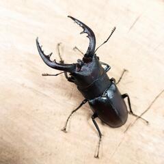 本土ノコギリクワガタ(大阪府八尾市産)WF1新成虫♂♀ペア ③の画像
