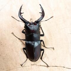 本土ノコギリクワガタ(大阪府八尾市産)WF1新成虫♂♀ペア ③の画像