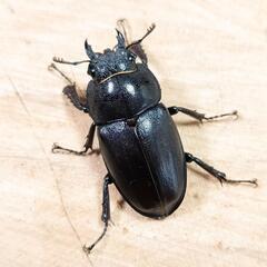 本土ノコギリクワガタ(大阪府八尾市産)WF1新成虫♂♀ペア ③の画像