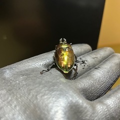 ニジイロクワガタ　♀単①の画像