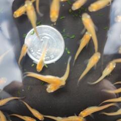 楊貴妃メダカ　幼魚小さめ　100匹の画像