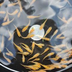 楊貴妃メダカ　幼魚小さめ　100匹の画像