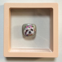 2025年9月1日(月)【予約制】ペットのネイルチップ🐶😸ディス...