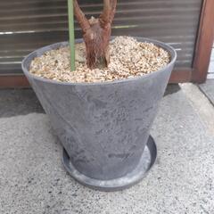 パキラ　樹高135cmの画像