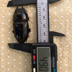 🉐オオクワガタ　ペア①（♂72mm程度、♀49mm程度）（能勢ＹＧ血統）の画像