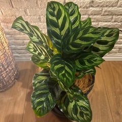꧁𝑺𝑶𝑳𝑫꧂✨❇️観葉植物【カラテア・マコヤナ】✨の画像