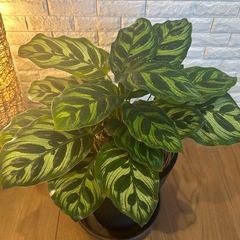 ꧁𝑺𝑶𝑳𝑫꧂✨❇️観葉植物【カラテア・マコヤナ】✨の画像