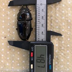 🉐オオクワガタ　ペア②（♂72mm程度、♀49mm程度）（能勢ＹＧ血統）の画像
