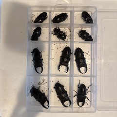 能勢YG オオクワガタ セット　【無償にてお譲りします】の画像