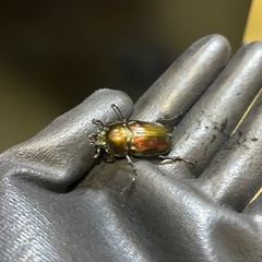ニジイロクワガタ　♀単③の画像