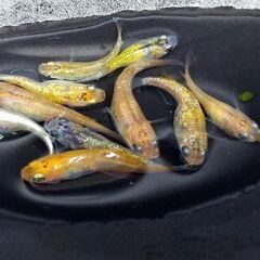🌻メダカ🌻ミックス10匹　600円の画像