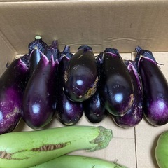 本日セット2の画像