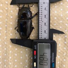 🉐オオクワガタ　ペア③（♂66mm程度、♀48mm程度）（能勢ＹＧ血統）の画像