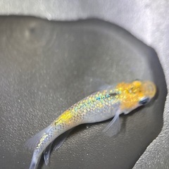 (伊勢宮メダカ)大虹５匹の画像