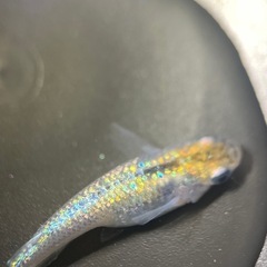 (伊勢宮メダカ)大虹５匹の画像