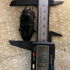 🉐オオクワガタ　ペア④（♂67mm程度、♀48mm程度）（能勢ＹＧ血統）の画像