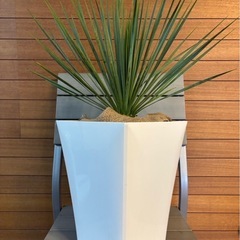 ユッカ ロストラータの画像