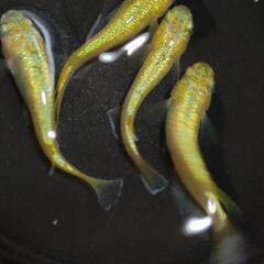 【現物】サンシャイン２ペアの画像