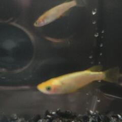 【現物】サンシャイン２ペアの画像