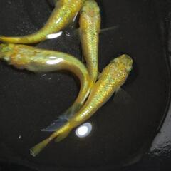 【現物】サンシャイン２ペアの画像