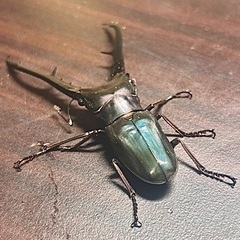 黒系メタリフェルホソアカクワガタ　成虫ペアの画像
