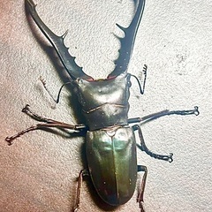 黒系メタリフェルホソアカクワガタ　成虫ペアの画像