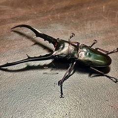 黒系メタリフェルホソアカクワガタ　成虫ペアの画像