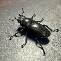黒系メタリフェルホソアカクワガタ　成虫ペアの画像