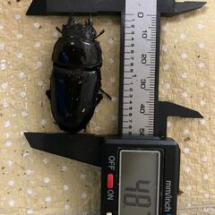 🉐オオクワガタ　ペア⑤（♂77mm程度_羽奇形、♀49mm程度）（能勢ＹＧ血統）の画像