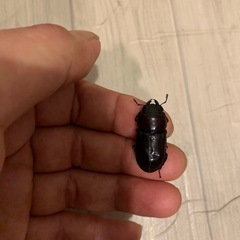 ダイトウヒラタクワガタの画像