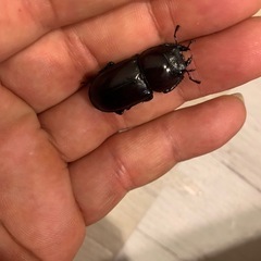 ダイトウヒラタクワガタの画像