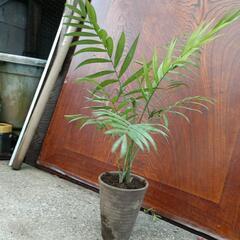 ヤシの木　観葉植物　鉢植えの画像
