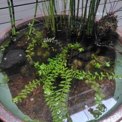 睡蓮鉢　ビオトープ　植物付きの画像